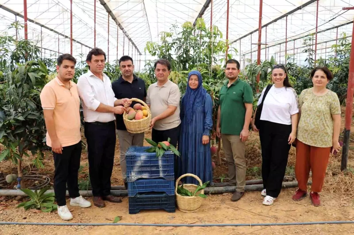 Gazipaşa\'da Mango Hasadı Başladı ve Coğrafi İşaret Süreci Başlatıldı