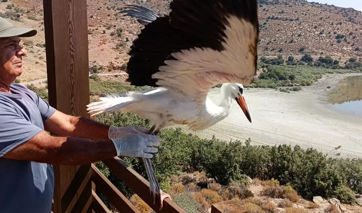 Leylek ve Flamingo Bafa Gölü\'ne Salındı