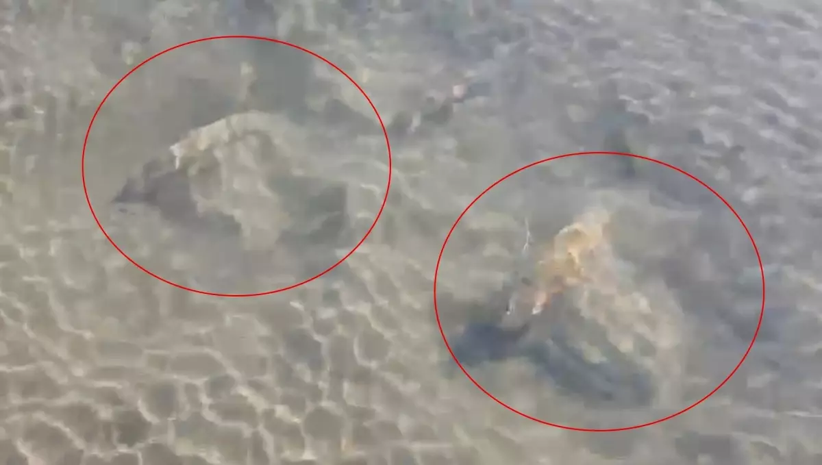 İznik Gölü\'nde tarihi sütun başlıkları bulundu