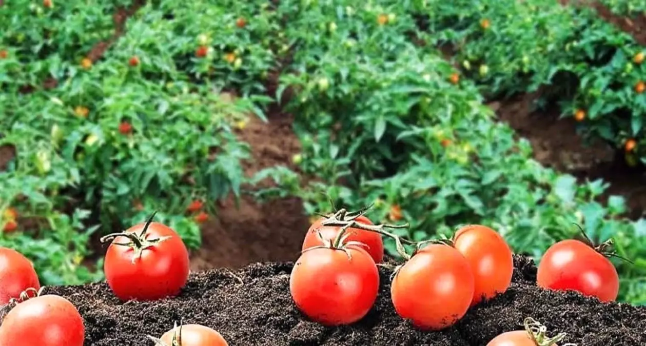 Yankı Yemek\'ten Stratejik Tarımsal Yatırım