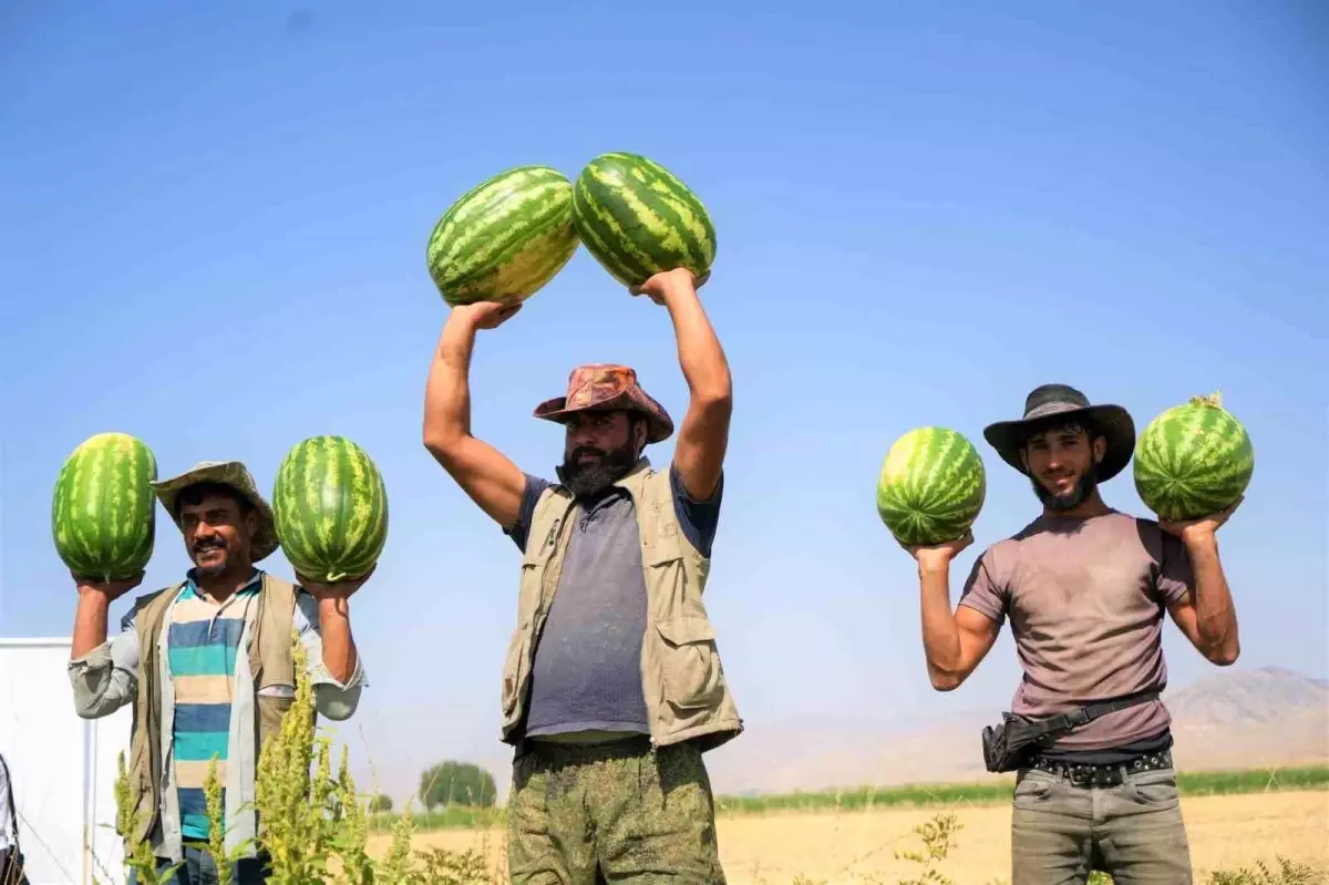 Muş\'ta Karpuz Hasadı Başladı