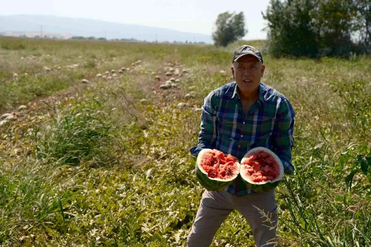 Bursalı Çiftçi Sözleşmeli Karpuzda Mağdur