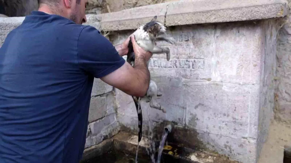 Yangın Altında Kalan Kedi Kurtarıldı