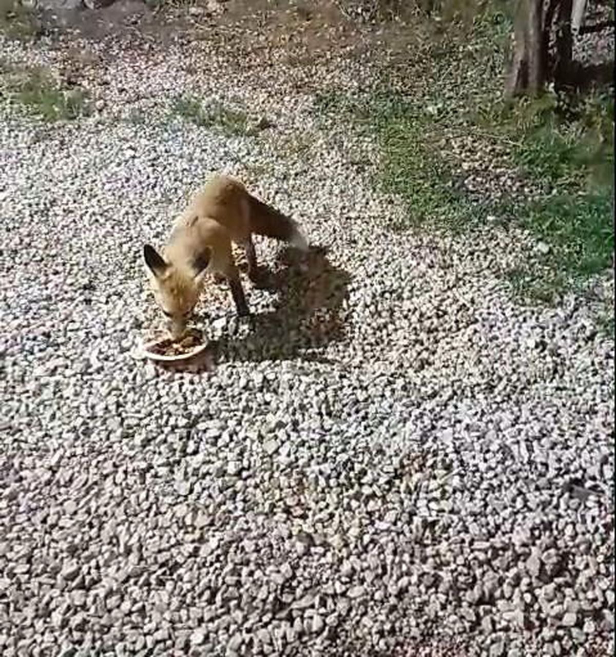 Tilki Rıfkı\'nın Alabalık Dostluğu