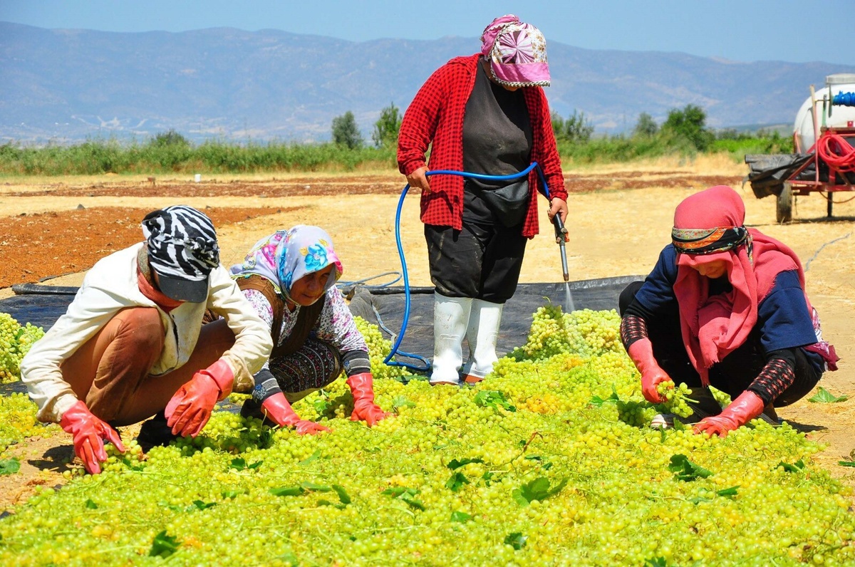 Manisa\'da Üzüm Hasadı Buruk Geçiyor