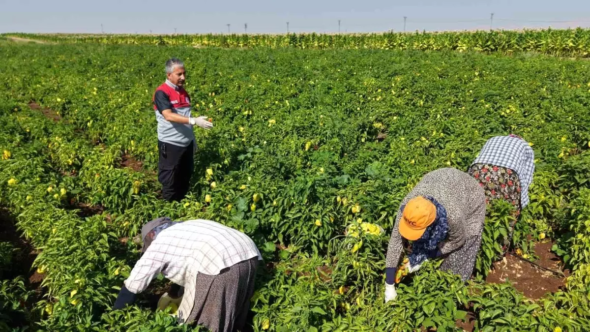 Adıyaman\'da Biber Hasadı Başladı
