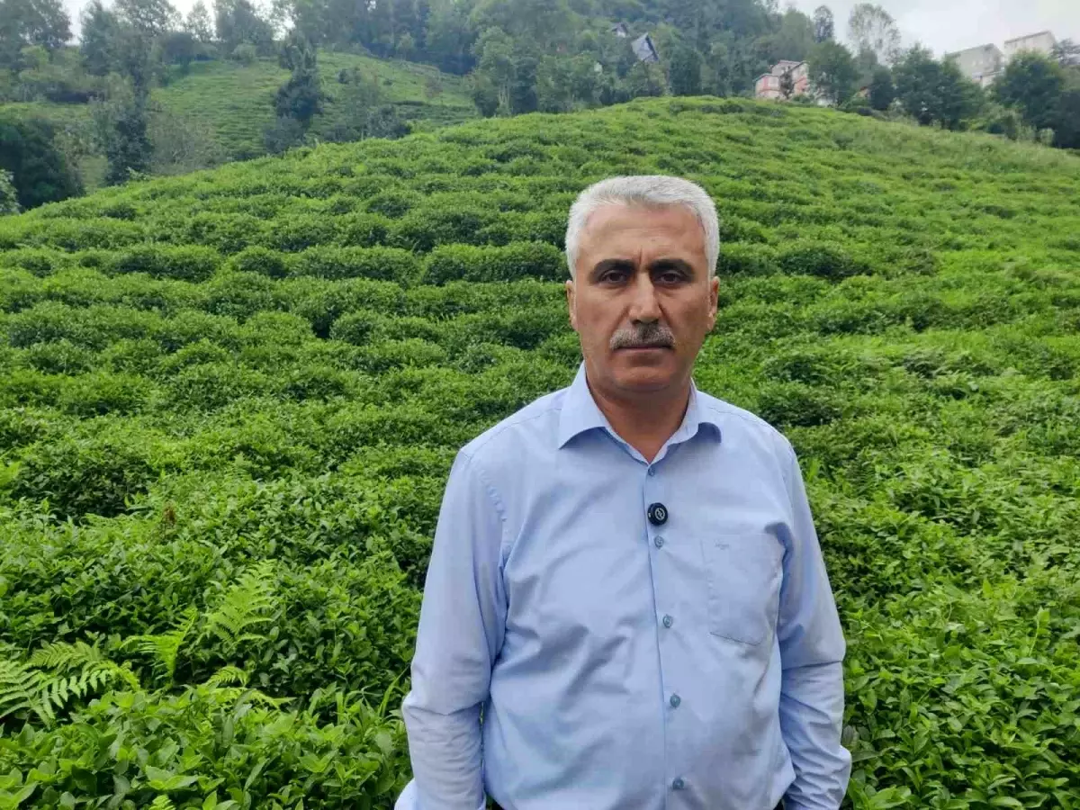 Çay Üreticileri Kotayı Doldurmalı