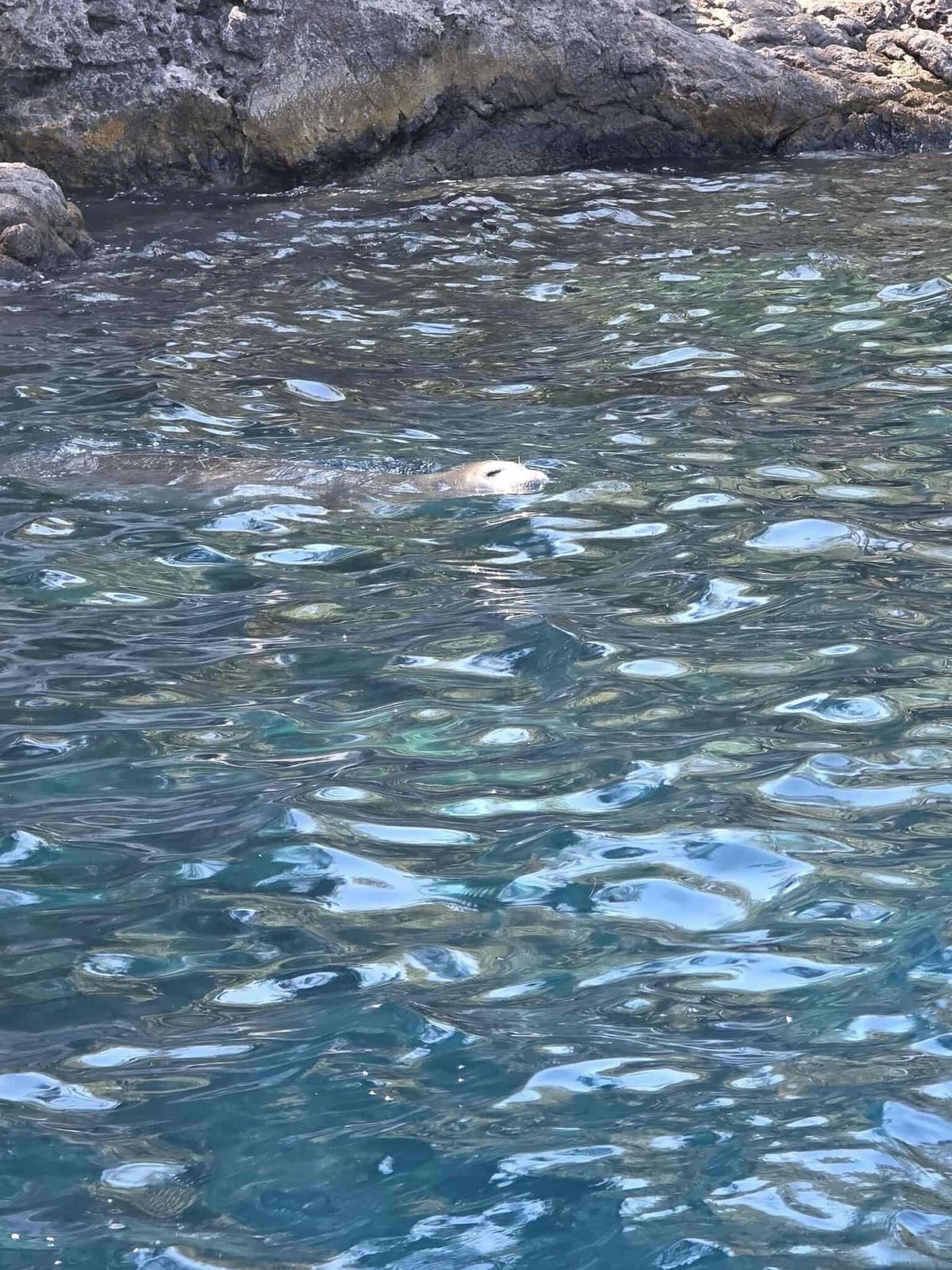 Tarzan Koyu\'nda Akdeniz Foku Görüntülendi