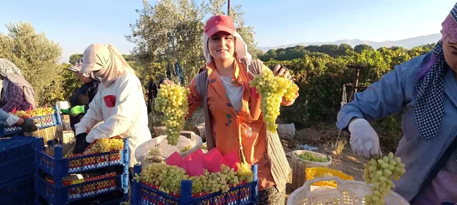Sarıgöl\'de Üzüm Zamanı