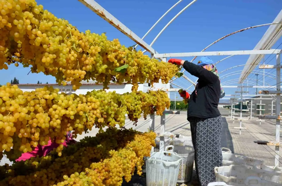 Kuru Üzümlerde Tel Sergi Avantajları