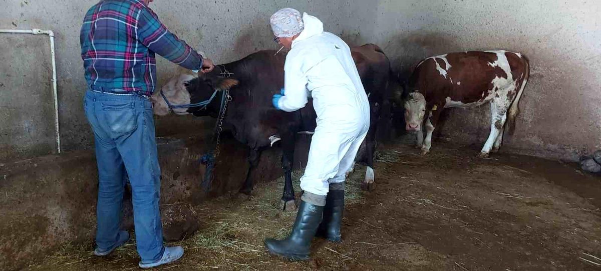 Afyonkarahisar\'da Sığır Tüberkülozu Taraması Başlatıldı