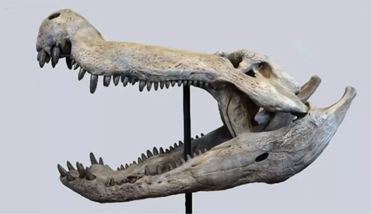 Patagonya\'da Dinozorla Beslenen Timsah Fosili Bulundu