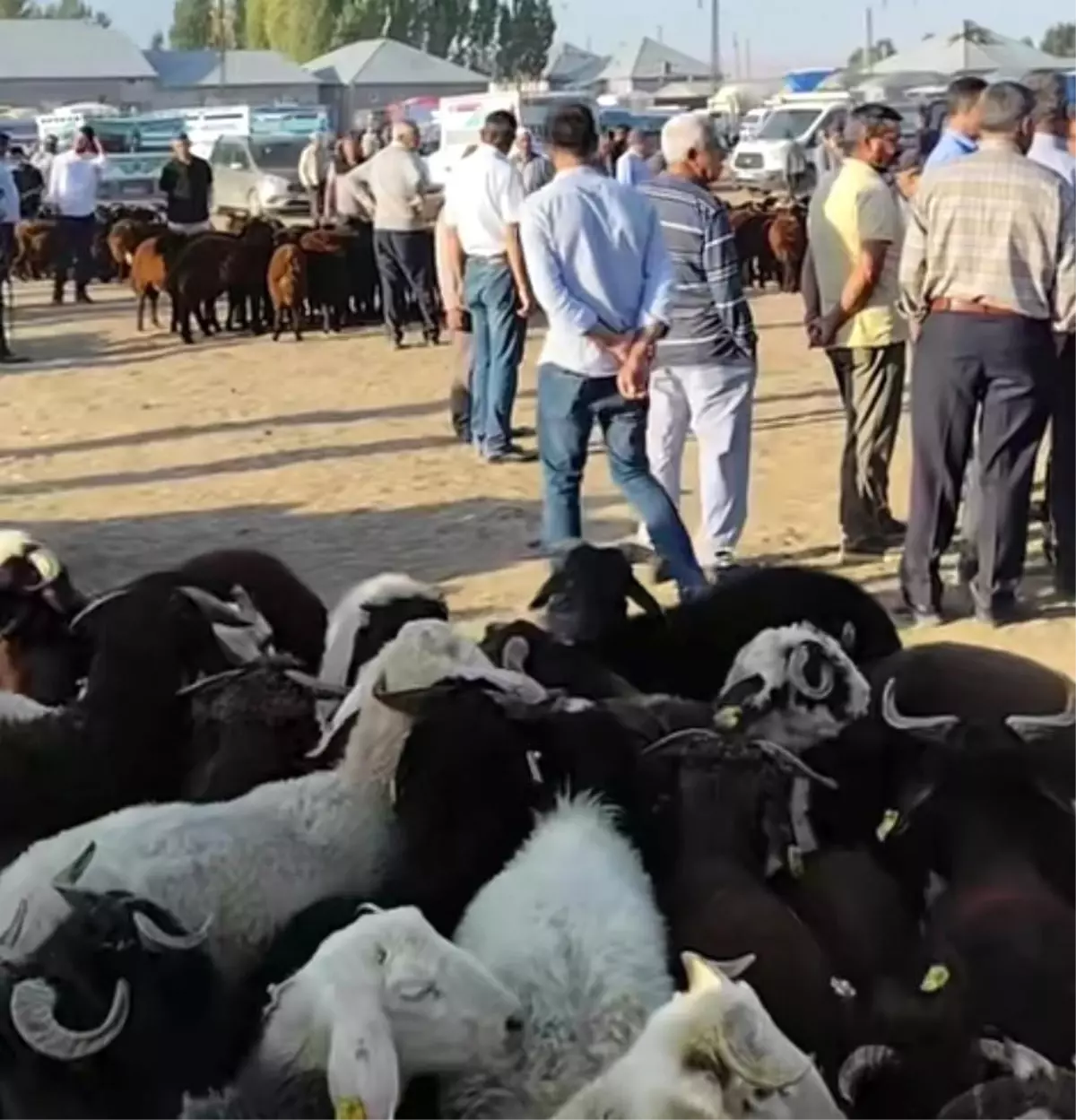 Patnos Hayvan Pazarı Yeniden Açıldı