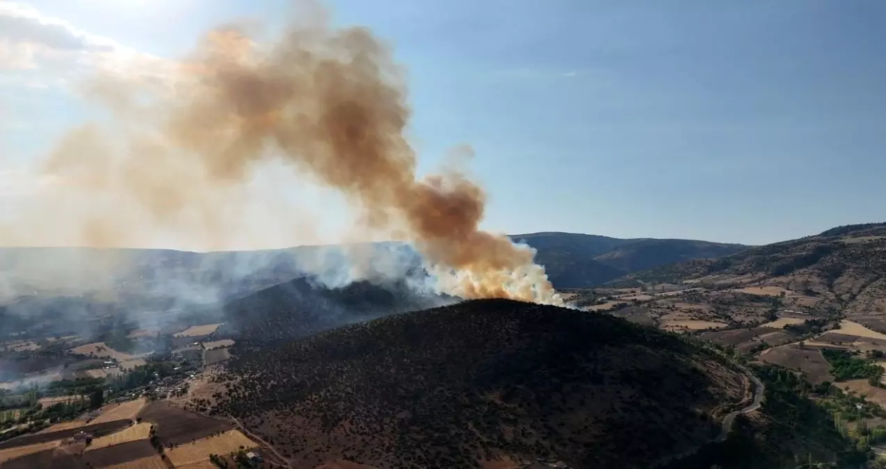 Tokat'ta Ağaçlık Alanda Yangın