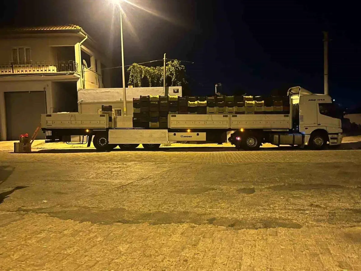 Aydın\'da Bamya Sezonu Hızla Devam Ediyor