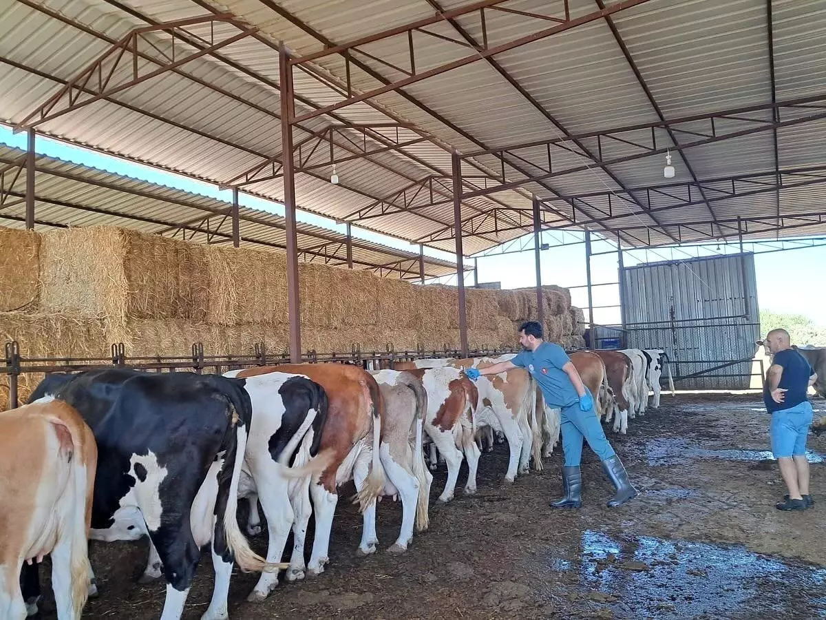 Aydın\'da Şap Hastalığı Sebebiyle Karantina