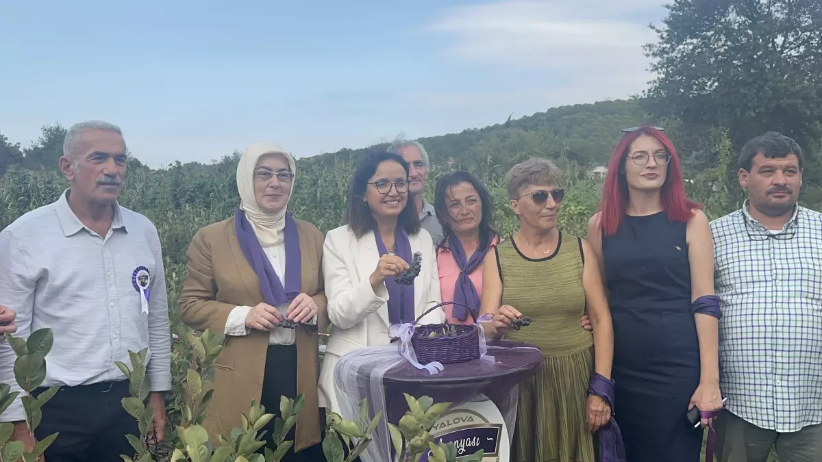 Yalova\'da Aronya Hasadı Başladı