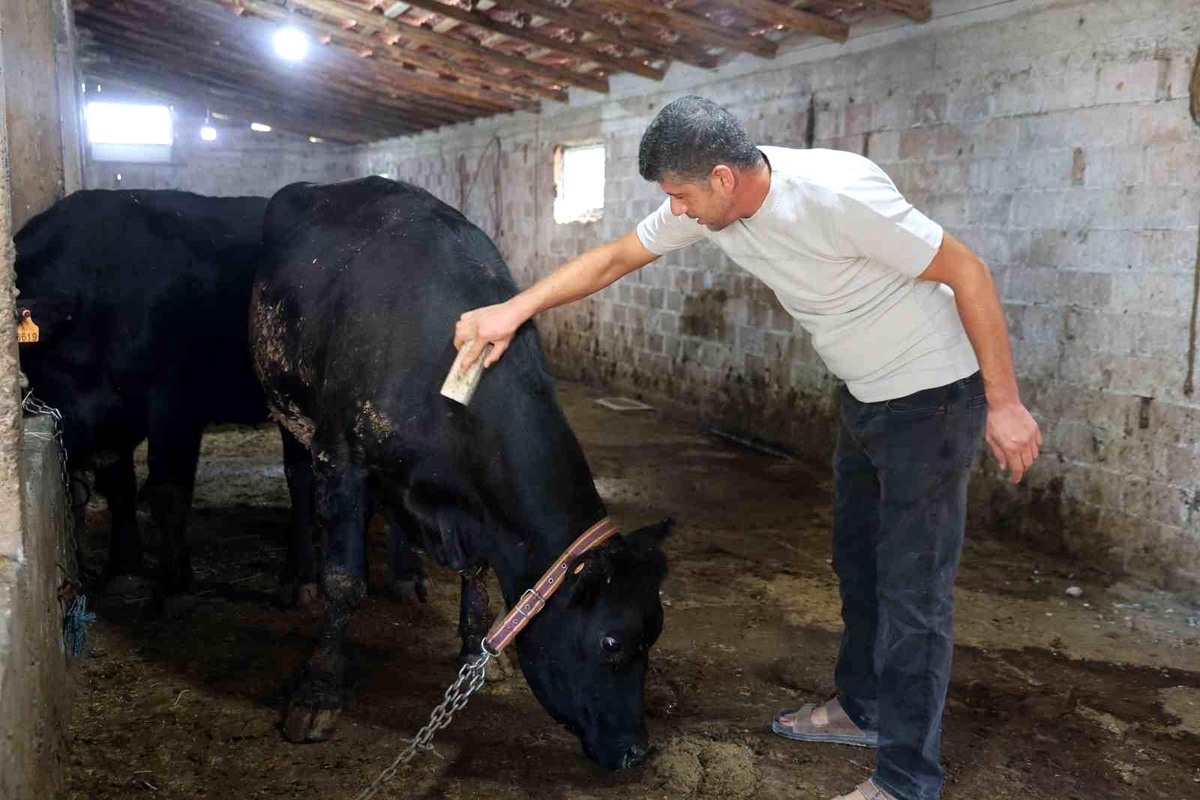Elazığ\'da Hayvancılık Destek Projesi Başarıyla Devam Ediyor