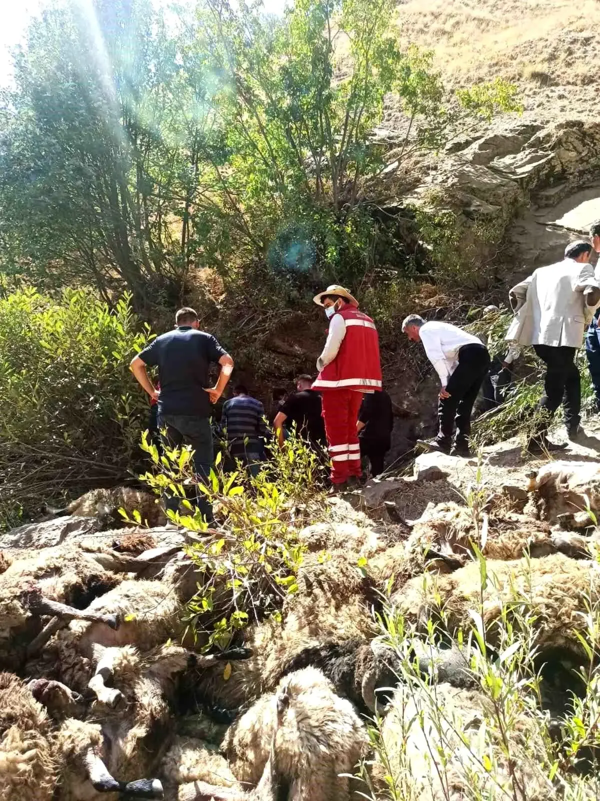 Çatak\'ta 334 Koyun Uçurumdan Düştü