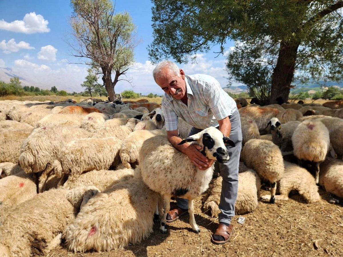 Çoban Ücretleri Hayvancılığı Tehdit Ediyor