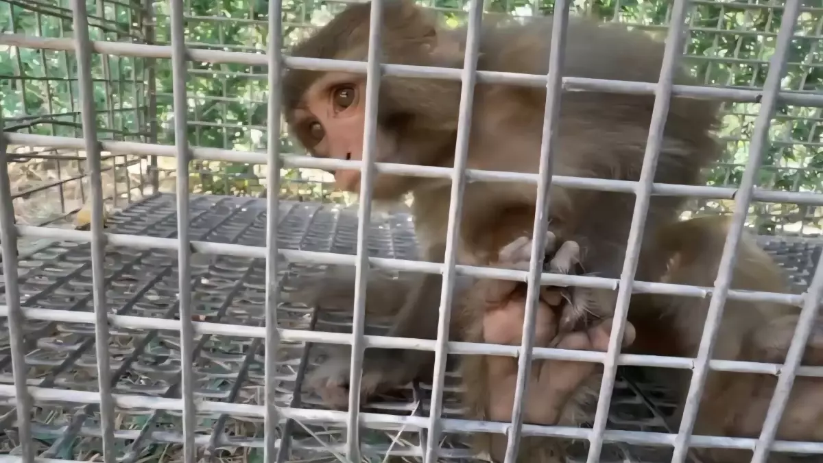 Şiddet Gören Maymun Tarsus\'a Gönderildi