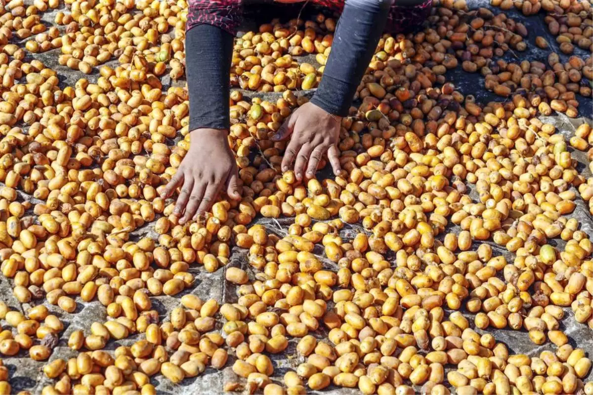 Mısır\'da Hurma Hasadı Başladı