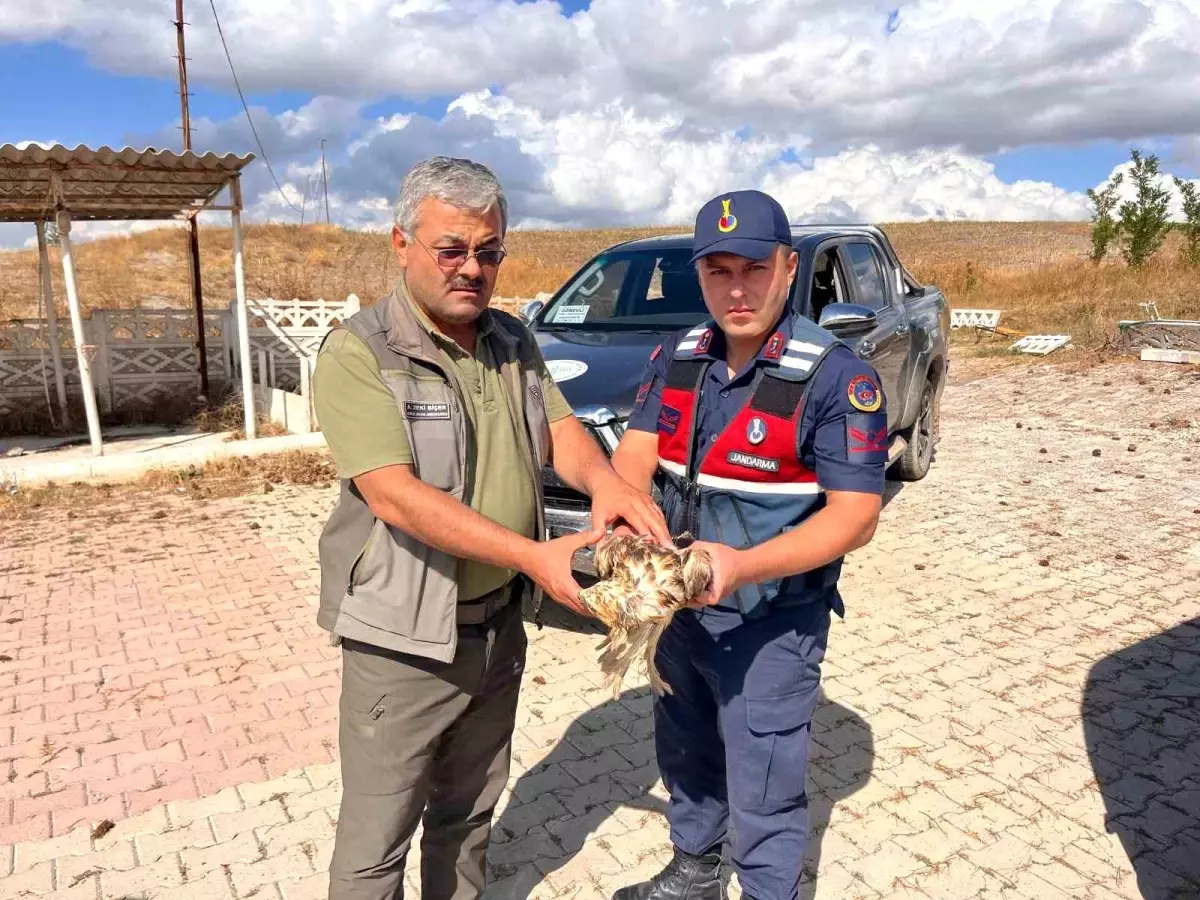Yaralı Şahin Tedavi Altına Alındı