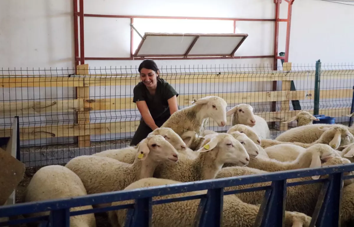 Genç Veterinerin Başarılı Girişimi
