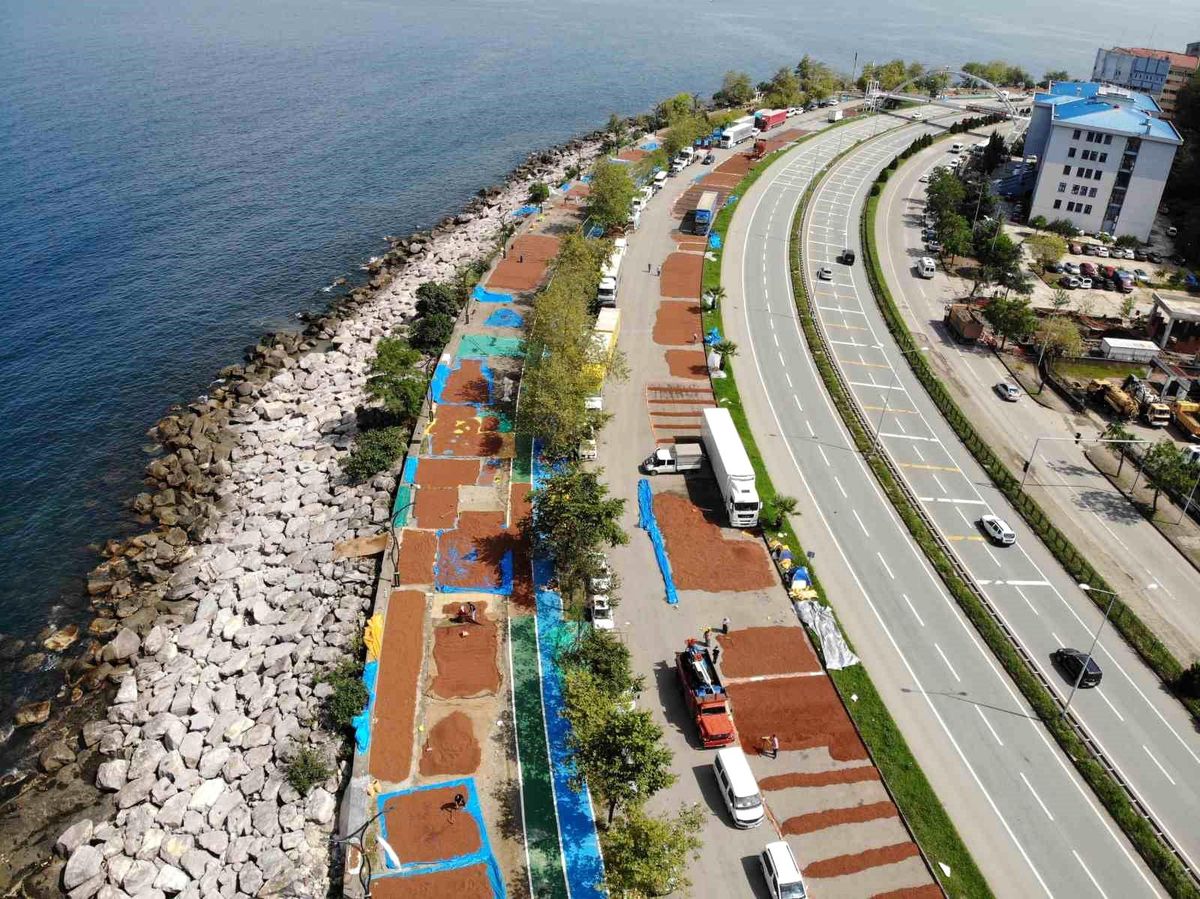 Giresun\'da Fındık Kurutma Sıkıntısı