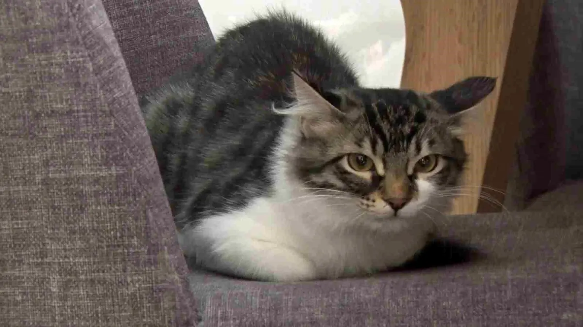 Kayıp Kedi Lili, Hollanda\'da Yeni Bir Aileye Kavuştu