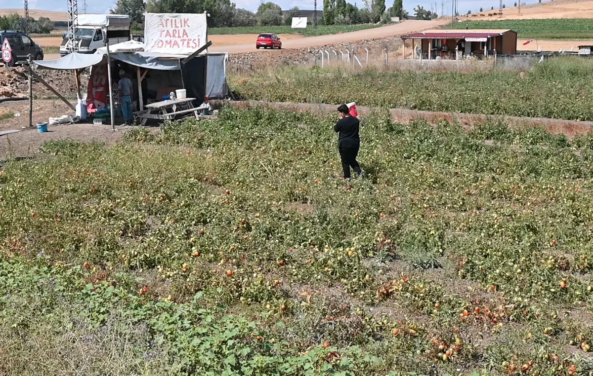Tarlasını vatandaşa açtı, paraya para demedi