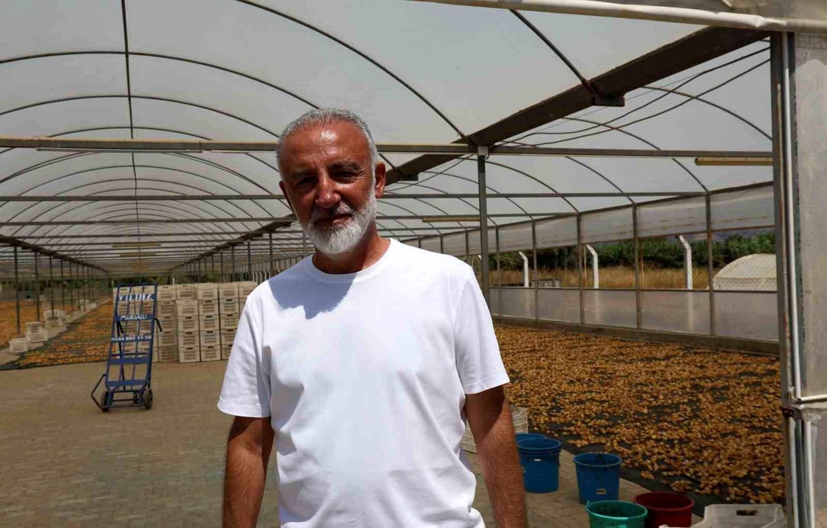 İncir Üreticileri Birliği Kuruluyor