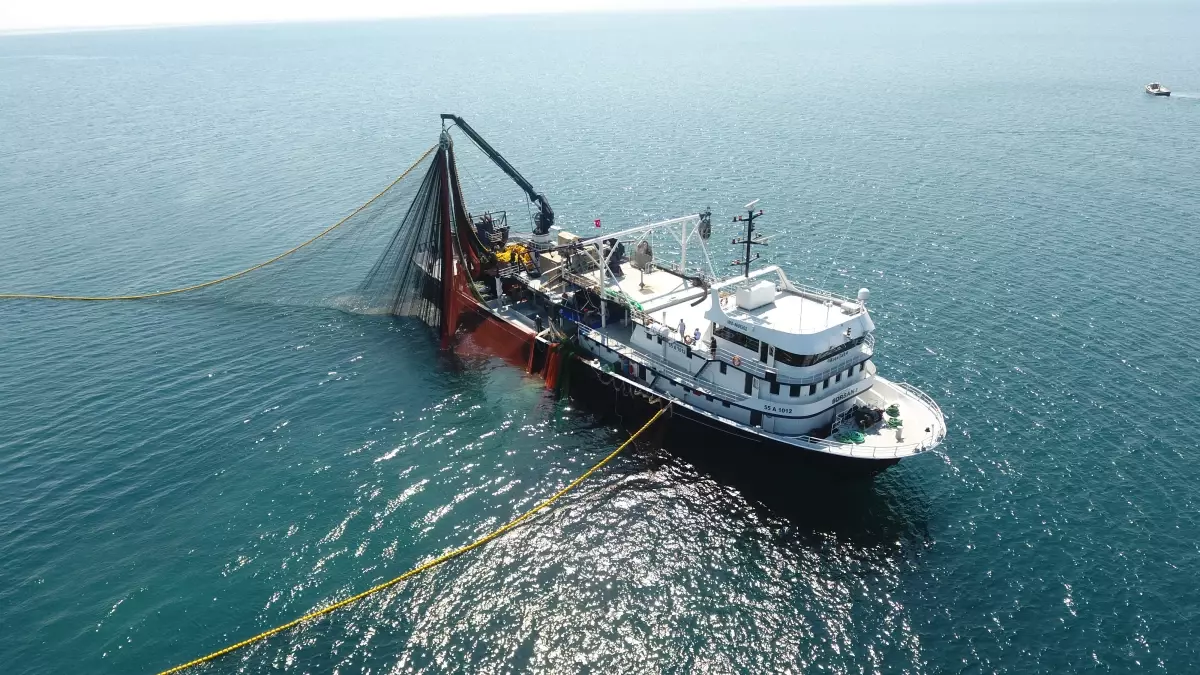 Sinop\'ta Balık Sezonu Başladı