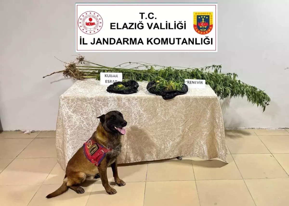 Elazığ\'da Kenevir ve Esrar Ele Geçirildi