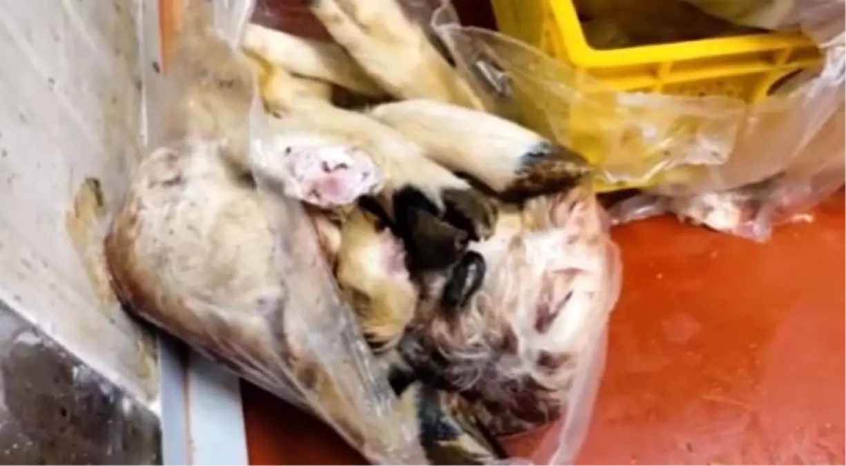 Ankara\'da yapılan incelemelerin sonucunda uygunsuzluk tespit edilen bin 316 kilogram et ve tavuk ile çeşitli gıda ürünü imha edildi. Tarım ve Orman Bakanlığı, operasyonun görüntüleri paylaştı.