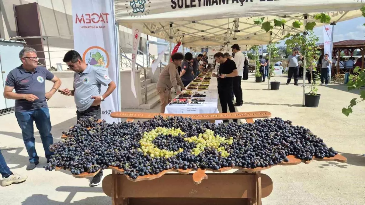 Tekirdağ\'da Yeni Üzüm Çeşidi Tanıtımı