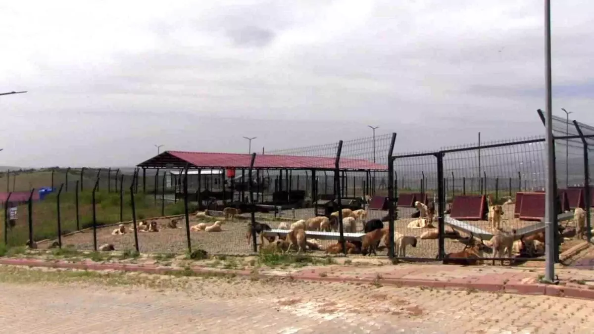 Siirt\'ten Sokak Hayvanları İçin Örnek Proje