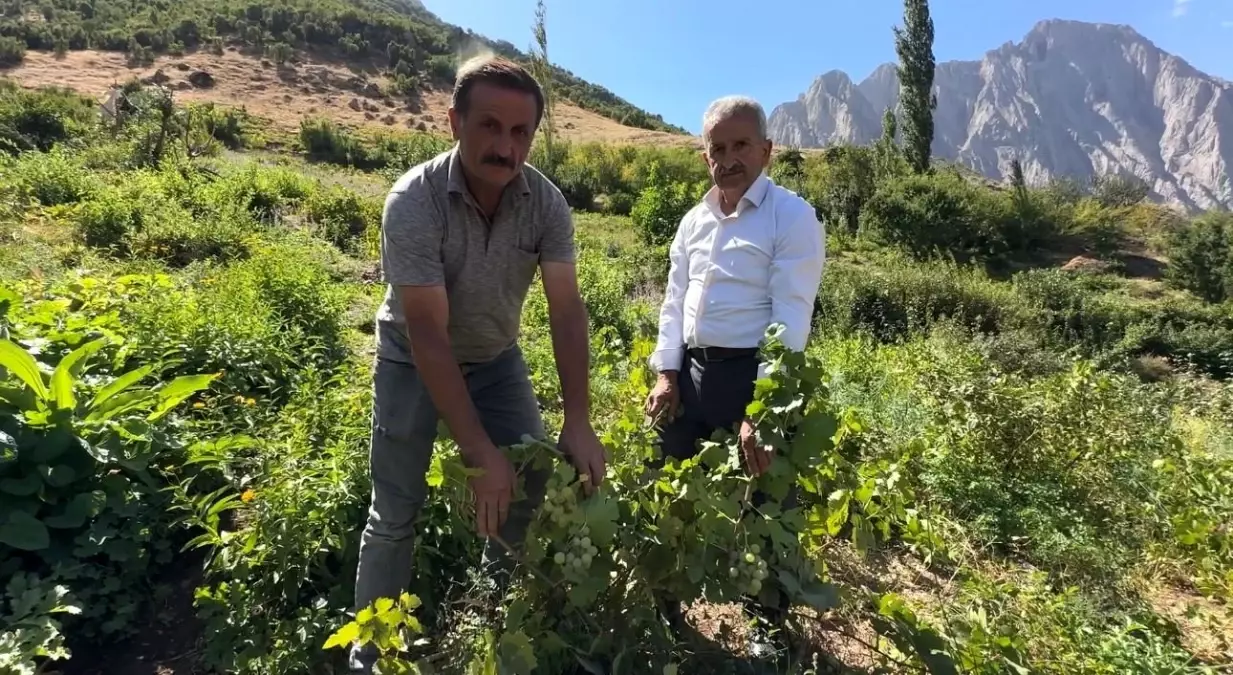 Yeşiltaş Üzümleri Bu Yıl da Parlak