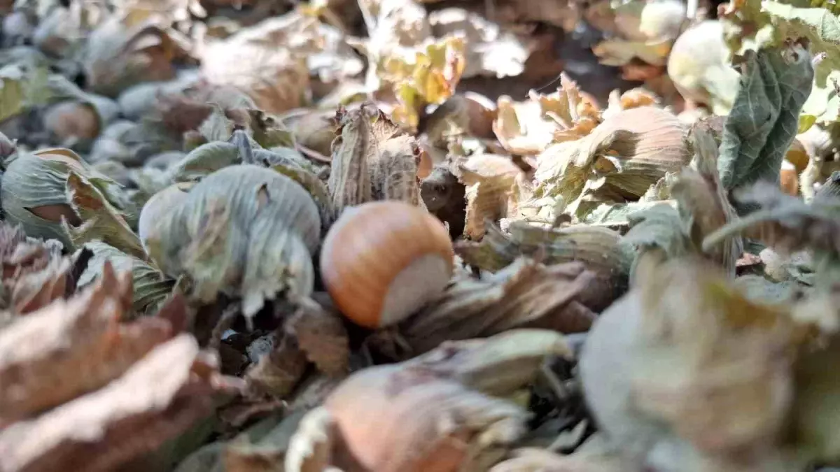Düzce\'den Fındık İhracatı