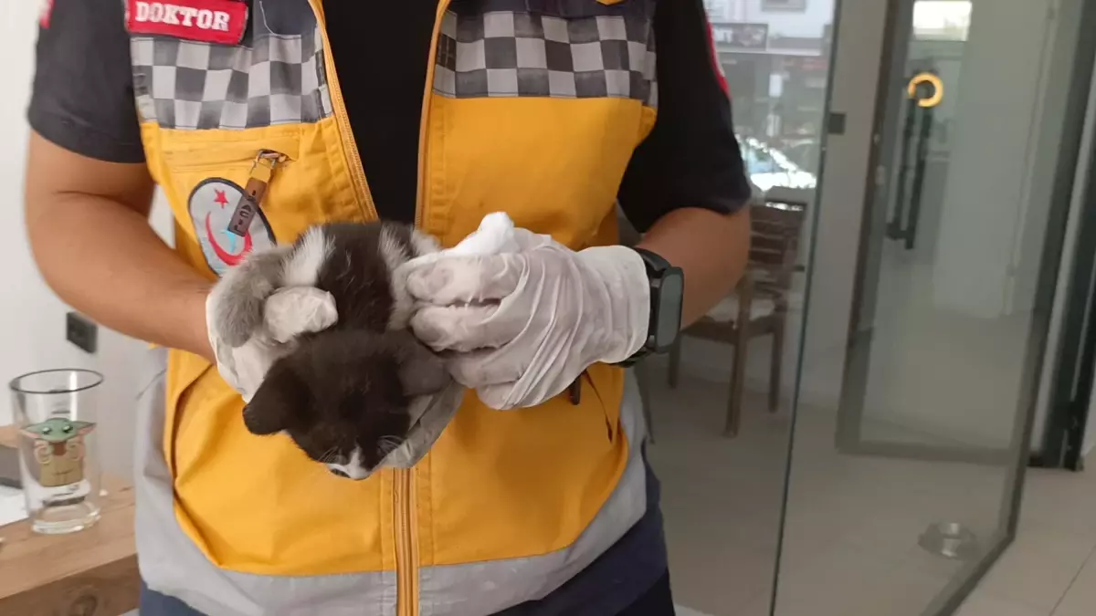 Bakan Tunç\'un Konvoyunda Yavru Kedi Kurtarıldı