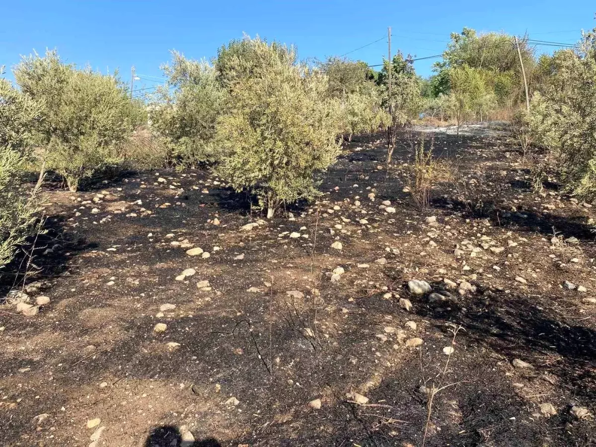 Osmaniye\'de Zeytin Bahçesinde Yangın Paniği