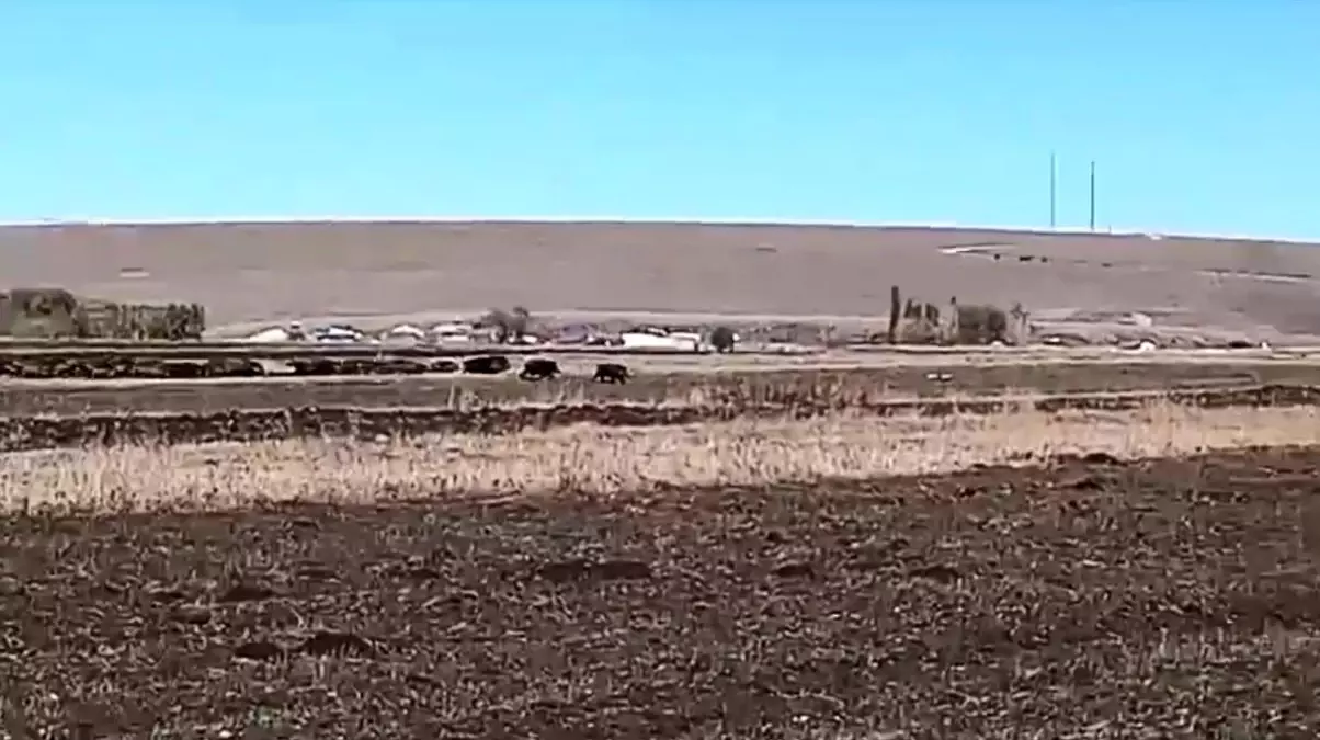 Kars\'ta Mısır Tarlalarına Yaban Domuzu İstilası