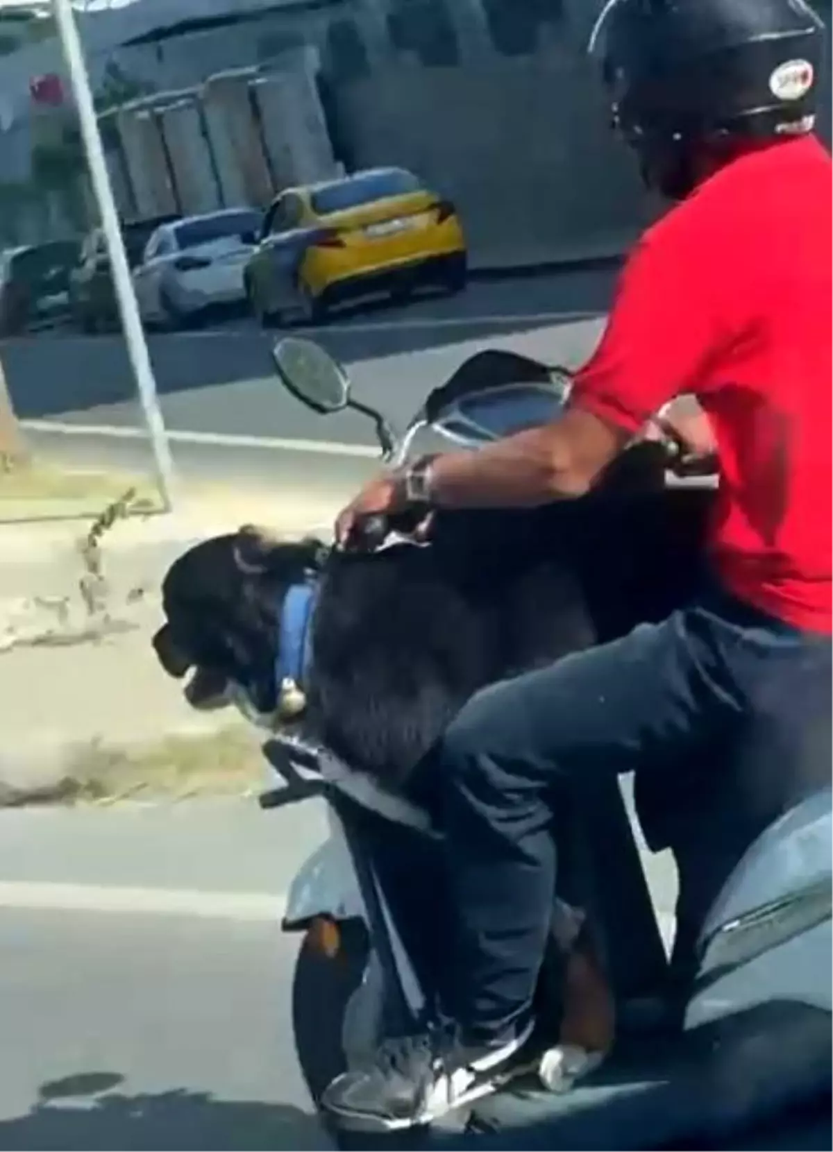 Motosikletli Köpekle Yolculuk Yaptı