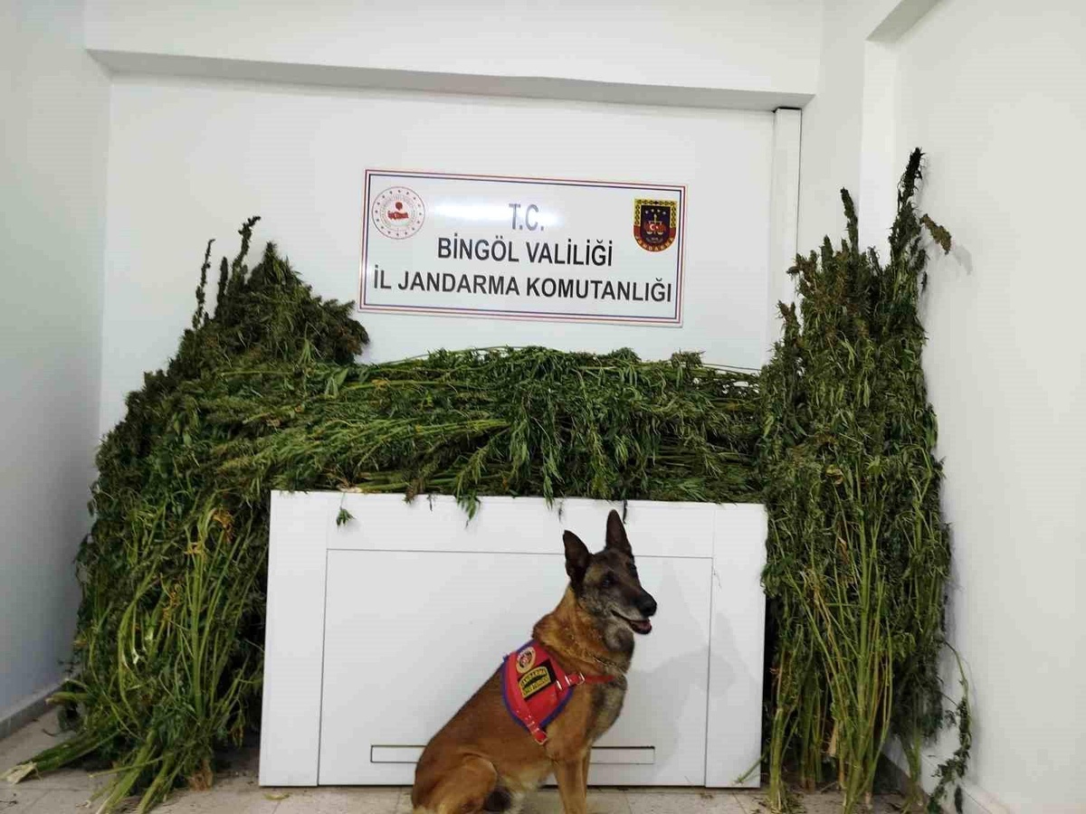 Bingöl\'de 91 Kilo Esrar Ele Geçirildi