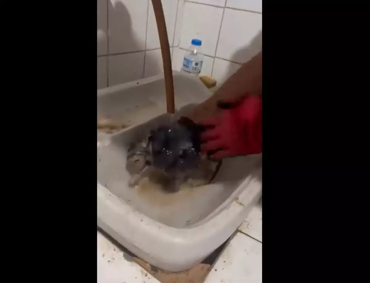 Bursa\'da Yavru Kedi Kurtarıldı