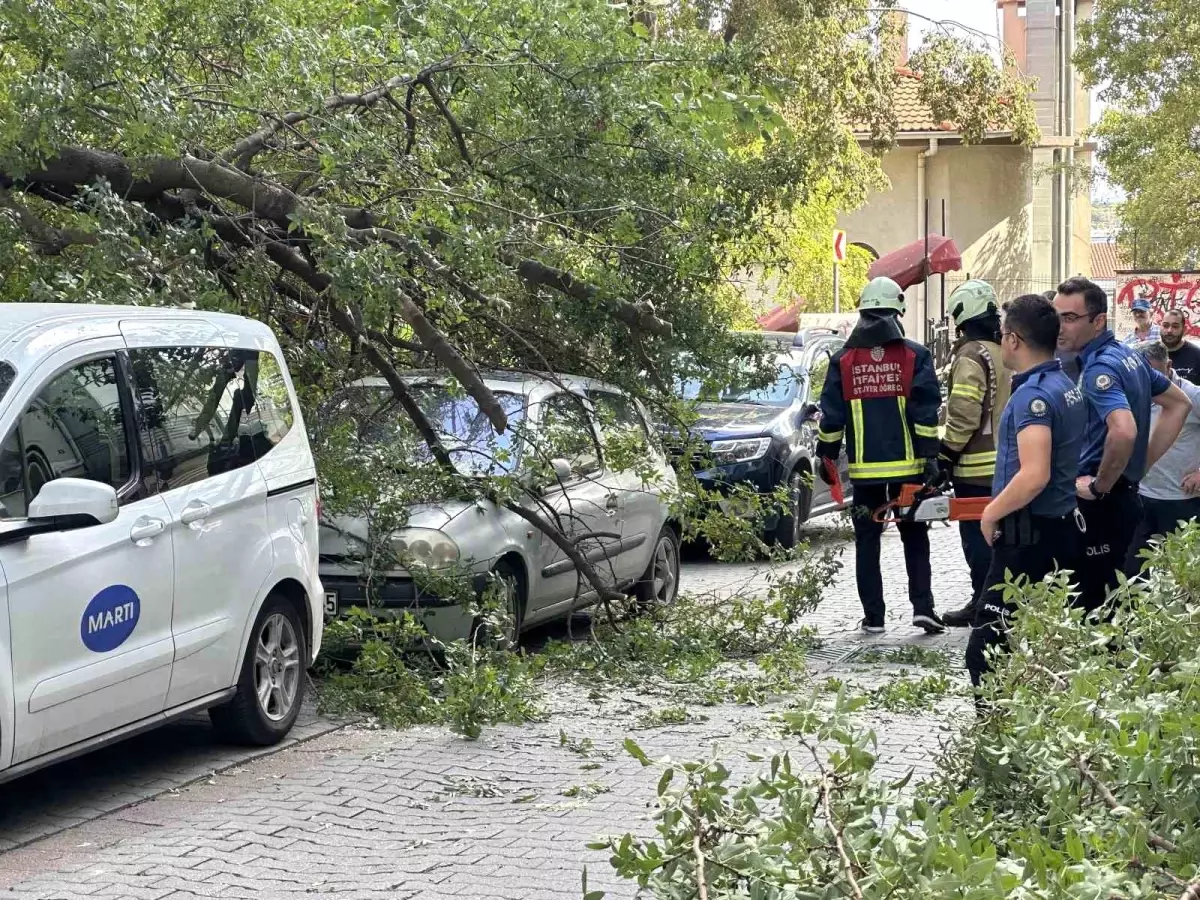 Kadıköy\'de Ağaç Dalı Aracın Üzerine Düştü