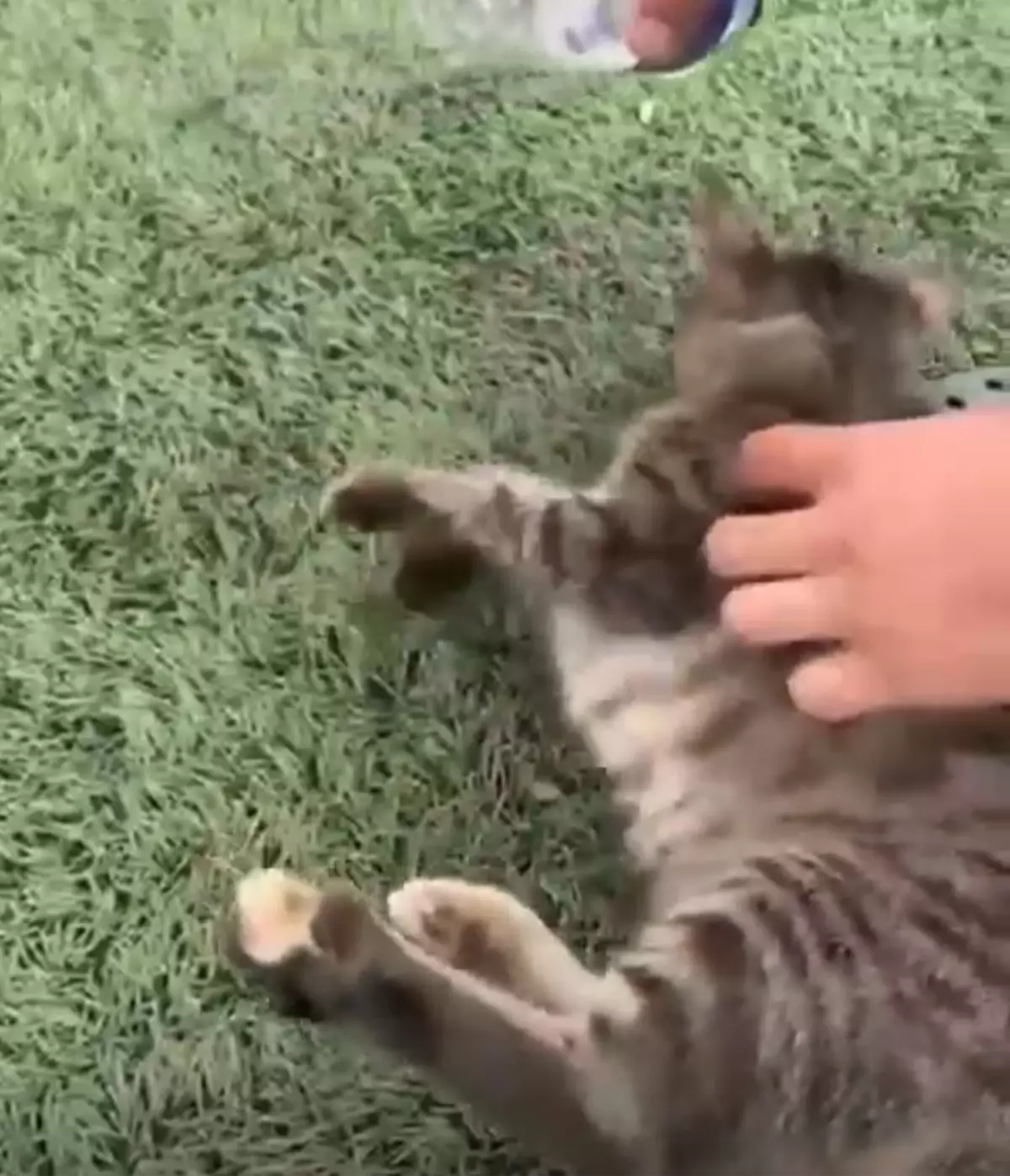 Halı Saha Kedisi Kurtarıldı