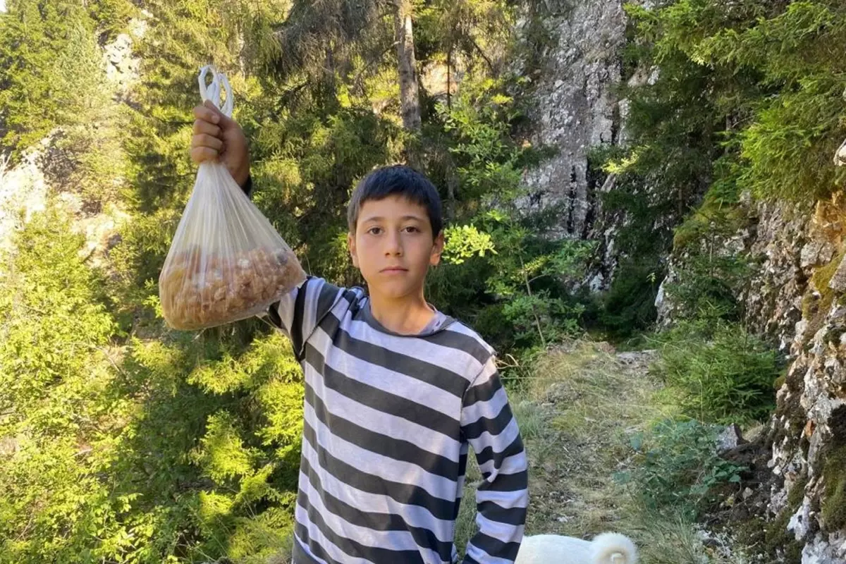 Ormandan toplayıp satıyor, kilosu 5 bin lira: Altın madenini bulduk