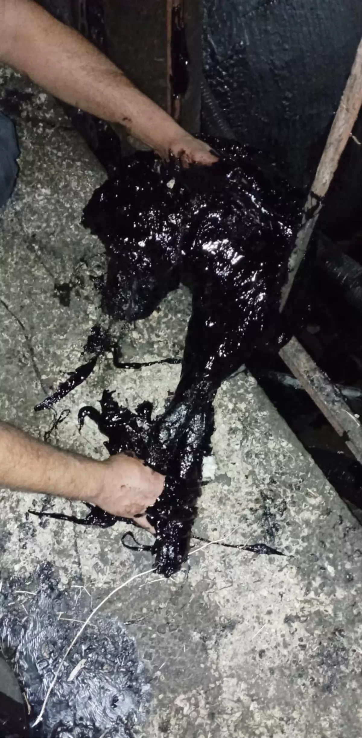 Zift Kazanına Düşen Köpek Kurtarıldı, Hayatını Kaybetti