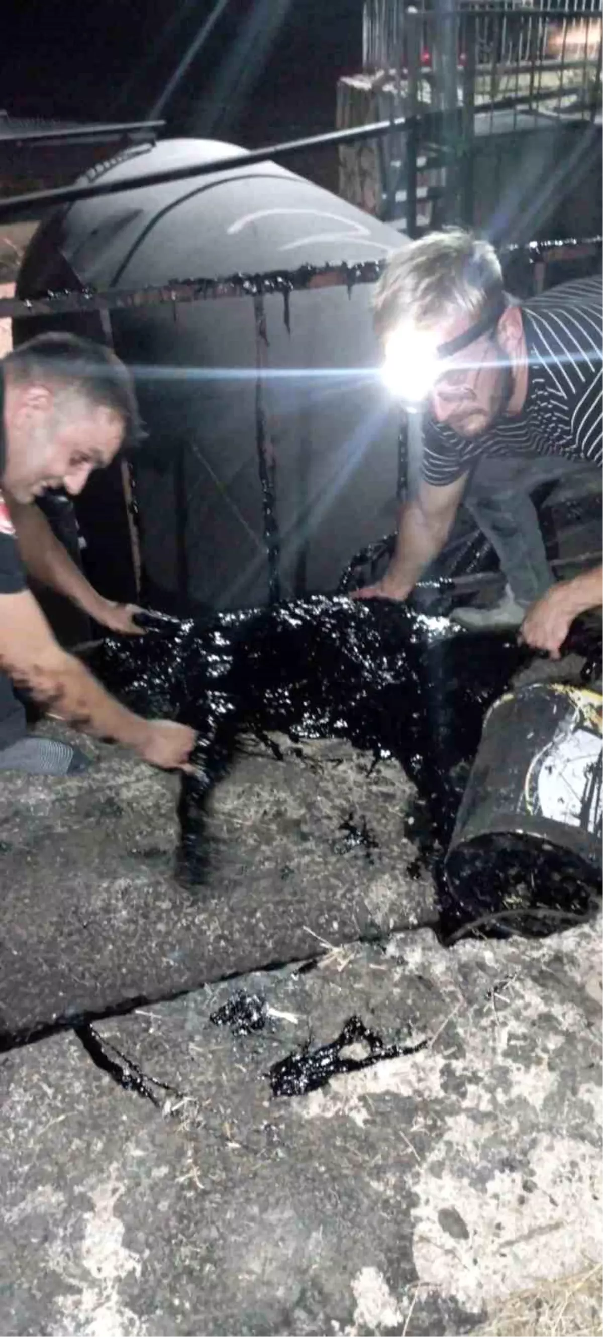 Zift Fabrikasında Kazana Düşen Köpek Kurtarıldı